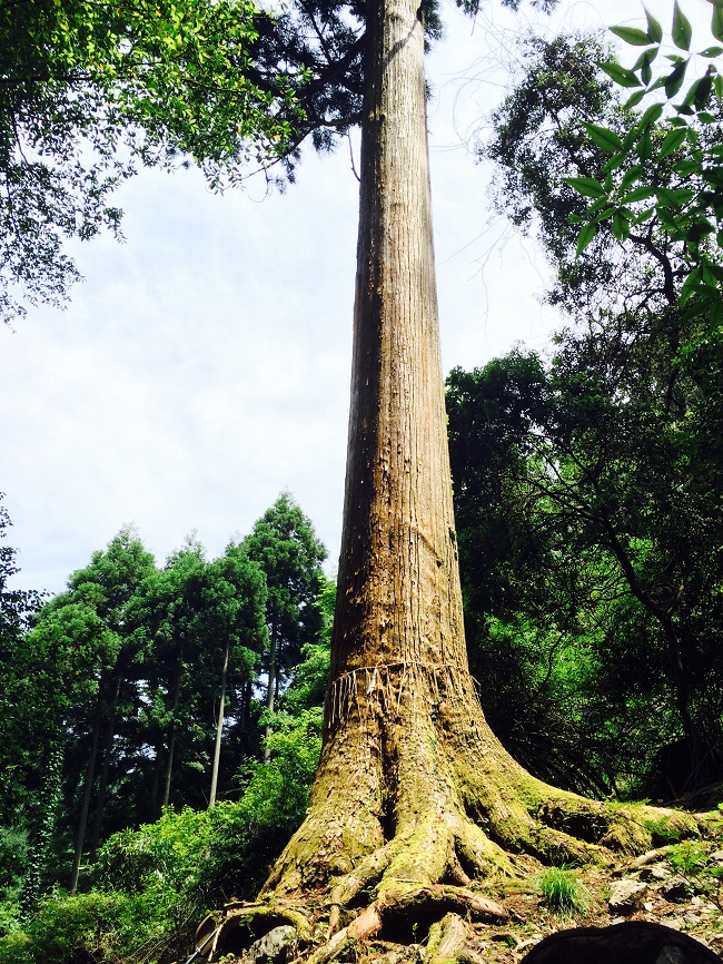 Mutterbaum einer Kityama-Zeder von Grün umgeben